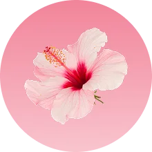 Hibiskus icon